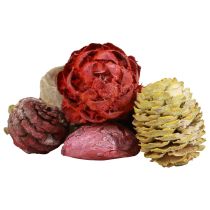 Leucadendron käpyjä Bellgum Green Red Yellow Frosted 300g