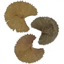 Lotus Leaves Kuivattu luonto Dry Dry Deco Water Lily Leaf 50kpl