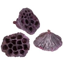 kohteita Lotus kapselit, kuiva kukkakauppa, lotus bulb pinkki, pesty valkoinen 50 kpl