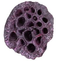 kohteita Lotus kapselit, kuiva kukkakauppa, lotus bulb pinkki, pesty valkoinen 50 kpl