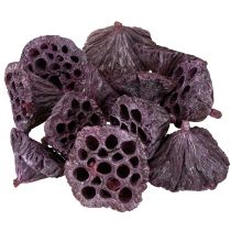 kohteita Lotus kapselit, kuiva kukkakauppa, lotus bulb pinkki, pesty valkoinen 50 kpl