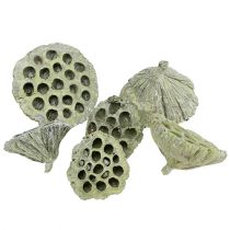 Lotus Flask Mix Green pesty Ø6cm - 10cm 50p