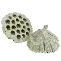 Lotus Flask Mix Green pesty Ø6cm - 10cm 50p