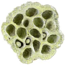 kohteita Lotuspulloseos vihreä pesty Ø6cm - 10cm 50 kpl