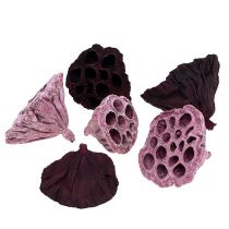 Lotos mix pinkki, kanerva Ø6cm - Ø10cm 50p
