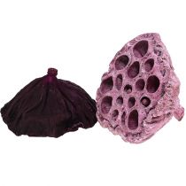 Lotos mix pinkki, kanerva Ø6cm - Ø10cm 50p
