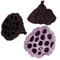 kohteita Lotus Mix Pink, Erika Ø6cm - Ø10cm 50 kpl