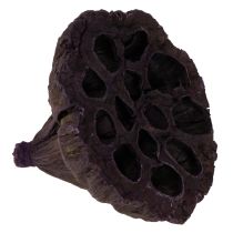 kohteita Lotus Mix Pink, Erika Ø6cm - Ø10cm 50 kpl