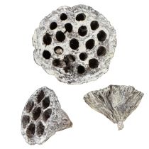 kohteita Lotos Natural koristeellinen lootuspullo, valkoinen, pesty, 6-8 cm, 50 kpl
