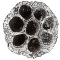 kohteita Lotos Natural koristeellinen lootuspullo, valkoinen, pesty, 6-8 cm, 50 kpl