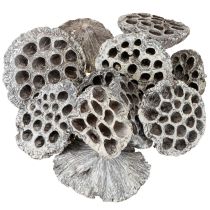 kohteita Lotos Natural koristeellinen lootuspullo, valkoinen, pesty, 6-8 cm, 50 kpl