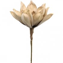 Lootuskukka, lootuksenkukka koriste, tekokasvi beige L66cm