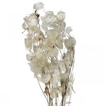 Lunaria kuivatut kukat kuuvioletti hopealehti kuivattu 60-80cm 30g