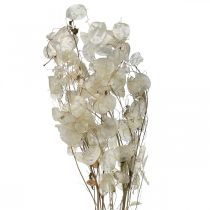 Lunaria kuivatut kukat kuuvioletti hopealehti kuivattu 60-80cm 30g