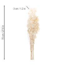 kohteita Lunarian kuivatut kukat, kuuorvokki, hopealehti, kuivatut, 60-80cm, 30g