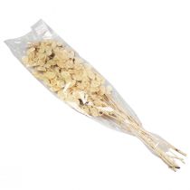 kohteita Lunaria Deco Moon Violet Hopealehti Kuivatut 90cm 100g