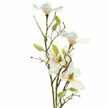 Magnolia persikka 85 cm
