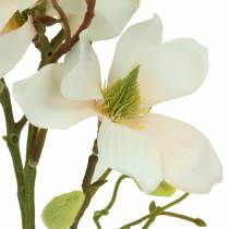 kohteita Magnolia persikka 85 cm