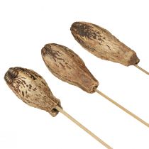 kohteita Mahogany Pod Pods Dry Decoration Natural 45cm 50 kpl
