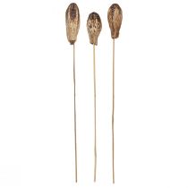 kohteita Mahogany Pod Pods Dry Decoration Natural 45cm 50 kpl
