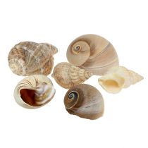 kohteita Maritime deco shell mix nature 400g