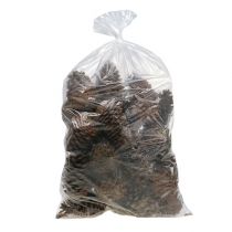 kohteita Maritima käpyjä 14/18 natural 25 kpl