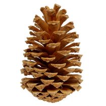 kohteita Maritima käpyjä kerma-vanilja sekoitettu 5-18cm 25 kpl