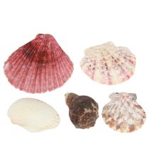 kohteita Merellinen koristekuorisekoitus verkossa värikäs 3,5-6cm 300g × 3kpl