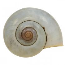 Merikoristelu etanankuori luonnolliset etanat tyhjät 2-5cm 1kg