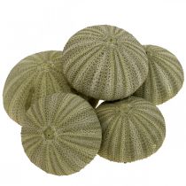 kohteita Maritime Deco Merisiili Deco Green Summer Deco Ø5-6cm 17s