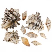 Maritime Deco Etanan kuoret Deco Merietana 400g