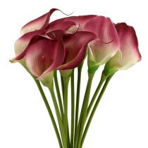 kohteita Mini calla keinotekoinen 28cm Erika, kerma 12 kpl