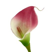 kohteita Mini calla keinotekoinen 28cm Erika, kerma 12 kpl
