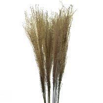 kohteita Miscanthus kiinalainen ruoko kuivaruoho kuivakoristelu 75cm 10kpl