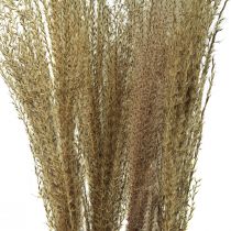 Miscanthus kiinalainen ruoko kuivaruoho kuivakoristelu 75cm 10kpl