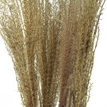 kohteita Miscanthus kiinalainen ruoko kuivaruoho kuivakoristelu 75cm 10kpl