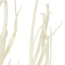Mitsumata oksat valkoiset 34-60cm 12kpl