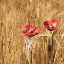 kohteita Keraaminen unikkokukka romanttinen koriste kevään puutarhaan ja kukkapenkkeihin 31 cm 6 kpl