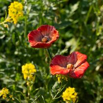 kohteita Unikkopuutarhan koristekepit, täydellinen koriste-elementti puutarhaasi, 42 cm, 4 kpl