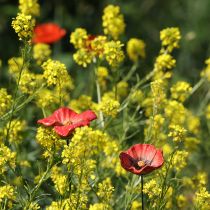 kohteita Puutarhakeppi unikko-keramiikkaa, epätavallinen muotoilu kukkapenkkeihin, 52 cm, 2 kpl