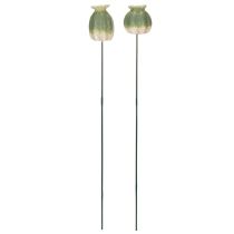 kohteita Unikonsiemenpalko koristekeppi puutarhan kausiluonteiseen eleganssiin tai parvekkeen kohokohtiin, 41 cm, 4 kpl