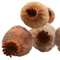 Unikon kapselit isot Papaver kuivattu deco unikko appelsiini 5kpl