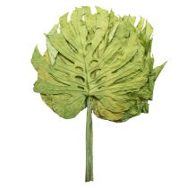 kohteita Koristeelliset monsteranlehdet boheemiin ja urbaaniin viidakkotyyliin