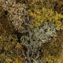 kohteita Sammaleen kuva aito sammalkuva kehyksellä säilynyt 40×30cm