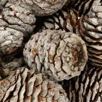 kohteita Murii-käpyjä natural 500g