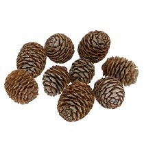 Murii käpyjä nature 500g