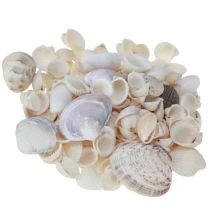 kohteita Kuorekoriste minisimpukat etanankuoret 1-3cm 340g