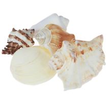 kohteita Kuorikoristelu kuorisekoitus etanankuoret 4-8 cm luonnollinen 400 g