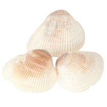 kohteita Kuoren koristekuoret valkoiset ruskeat simpukat 5-7cm 300g