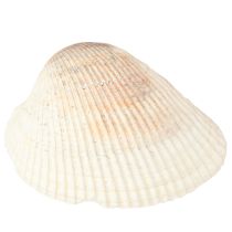 kohteita Kuoren koristekuoret valkoiset ruskeat simpukat 5-7cm 300g